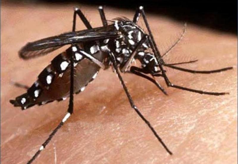 El dengue se convirtió en epidemia, ya hay más de 1100 casos