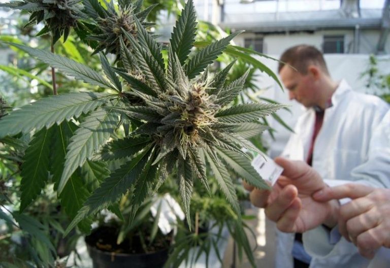 Autorizan al municipio de General La Madrid a cultivar cannabis medicinal
