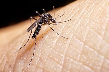 Qué provincias tienen vacunación gratuita contra el dengue